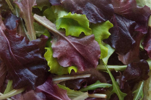 Mix Sałat Lollo EKO 125 g op.