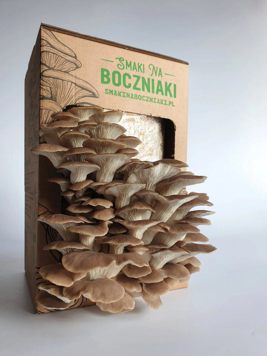 Boczniak łyżkowaty - zestaw do uprawy grzybów