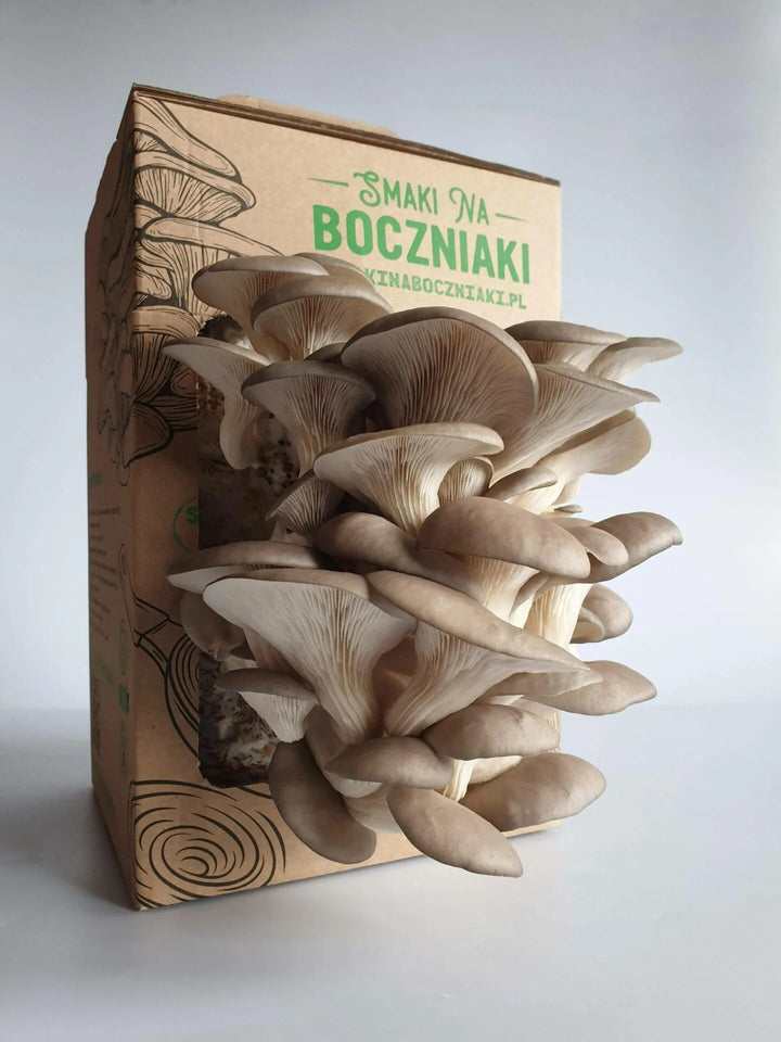 Boczniak ostrygowaty - zestaw do uprawy grzybów