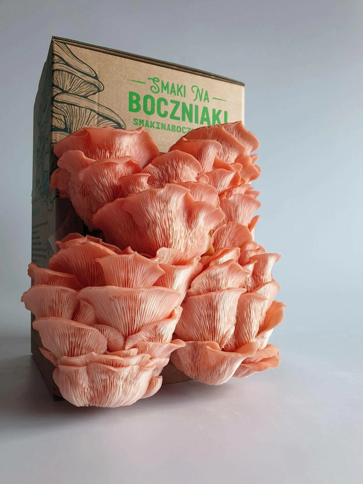 Boczniak różowy - zestaw do uprawy grzybów
