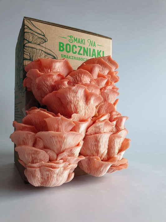 Boczniak różowy - zestaw do uprawy grzybów