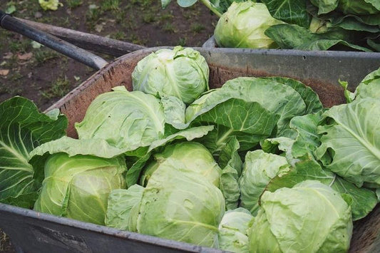 Kapusta biała młoda EKO 1 szt.