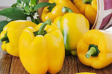 Papryka żółta EKO 500 g