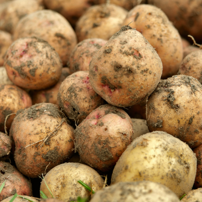 Ziemniaki młode polskie 2  kg